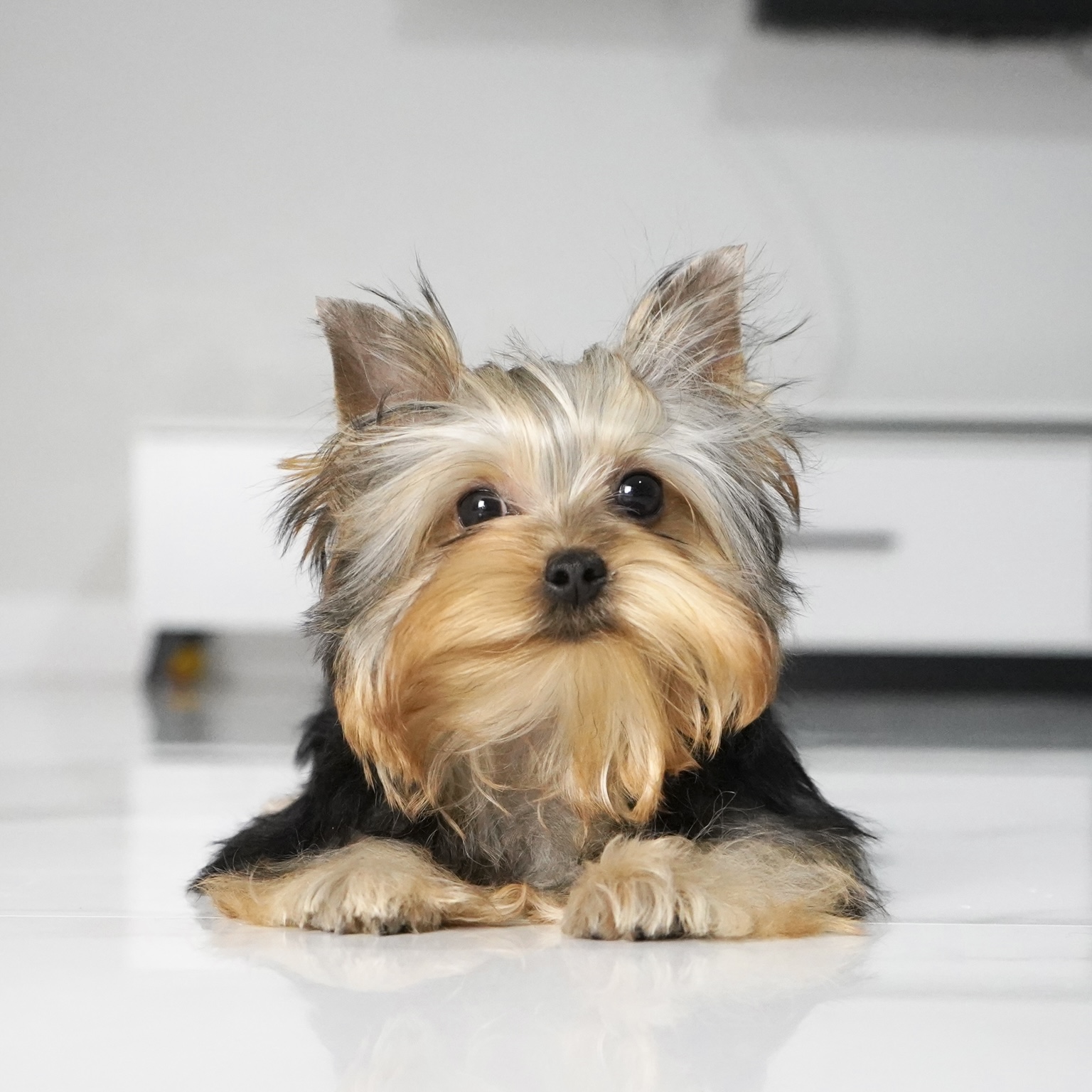 puppy
