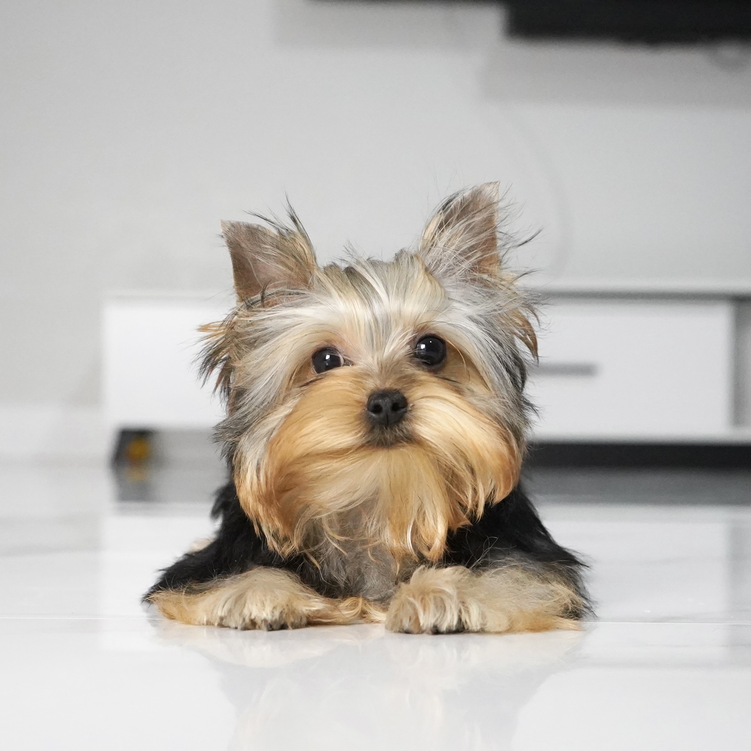 puppy