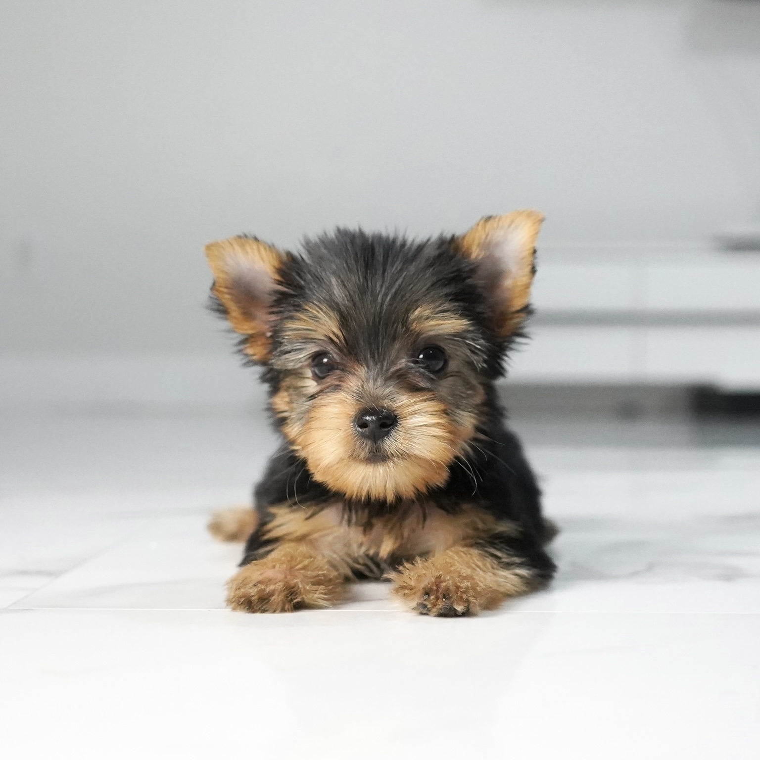 puppy