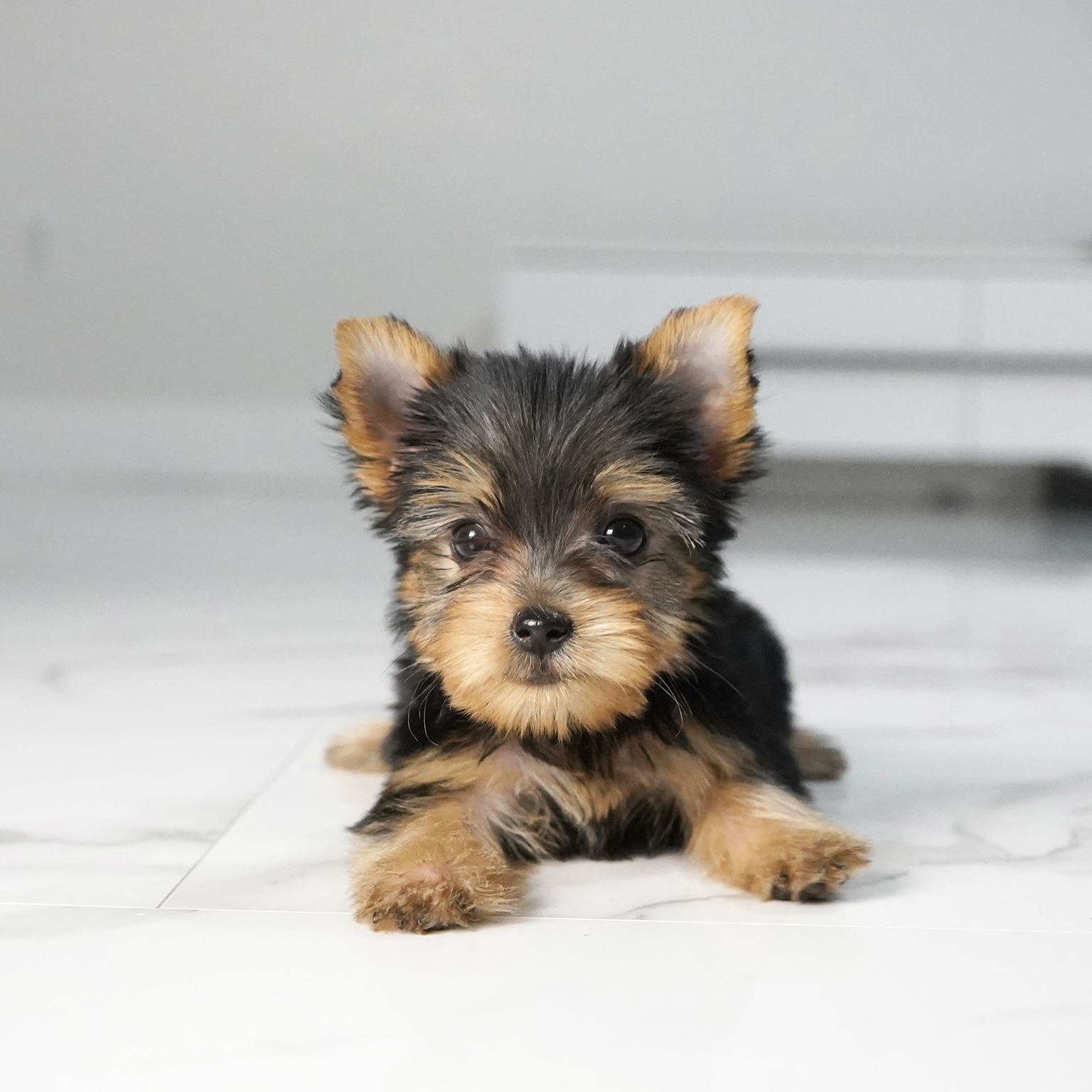 puppy