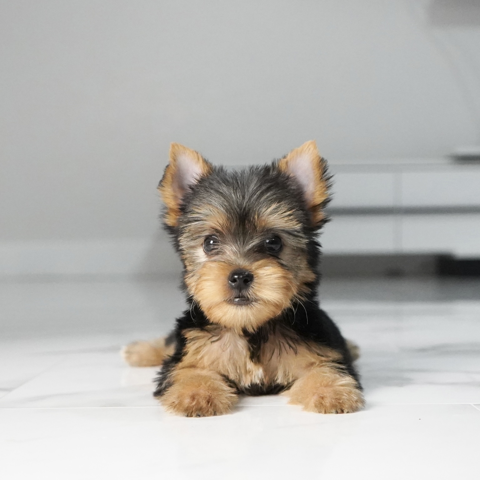 puppy