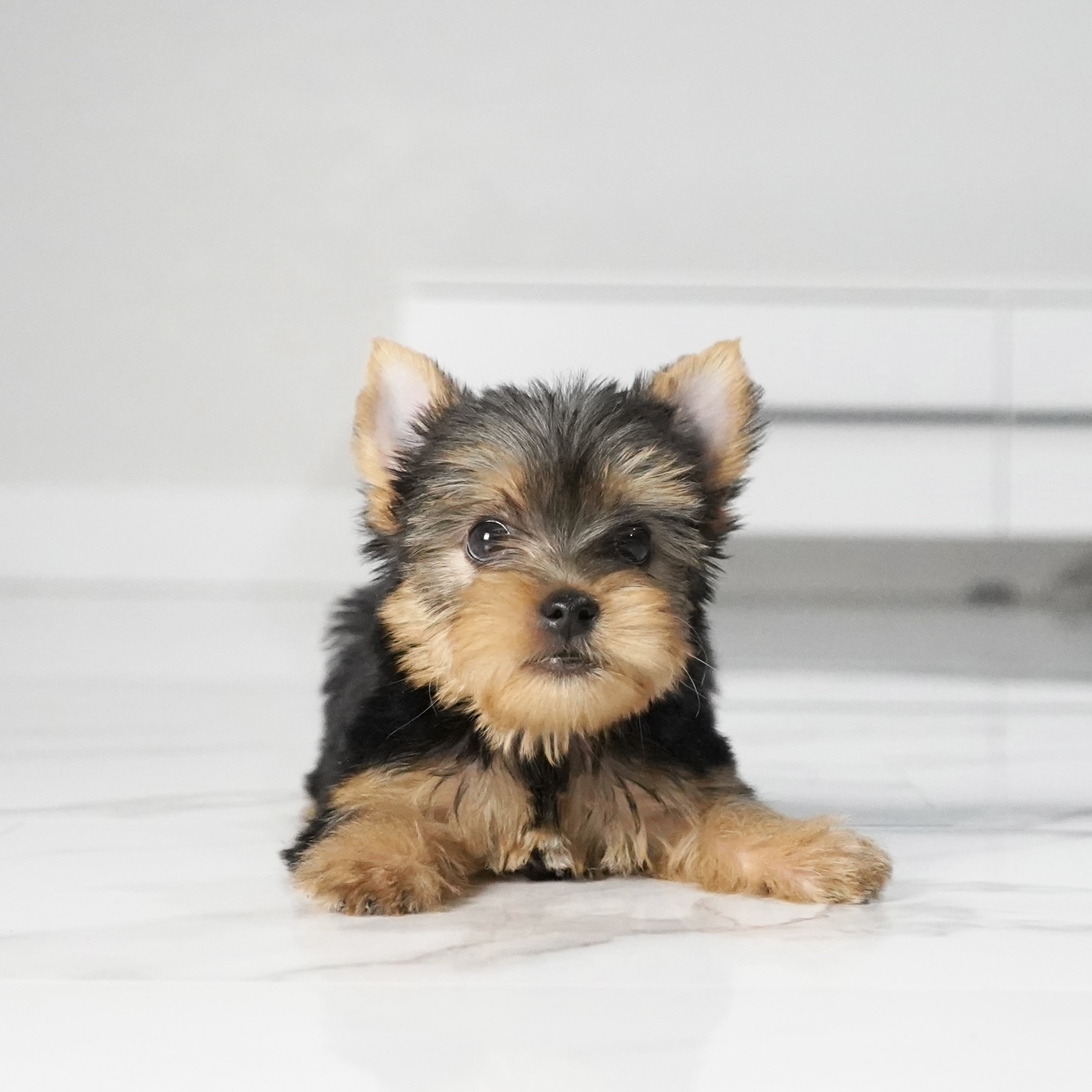 puppy