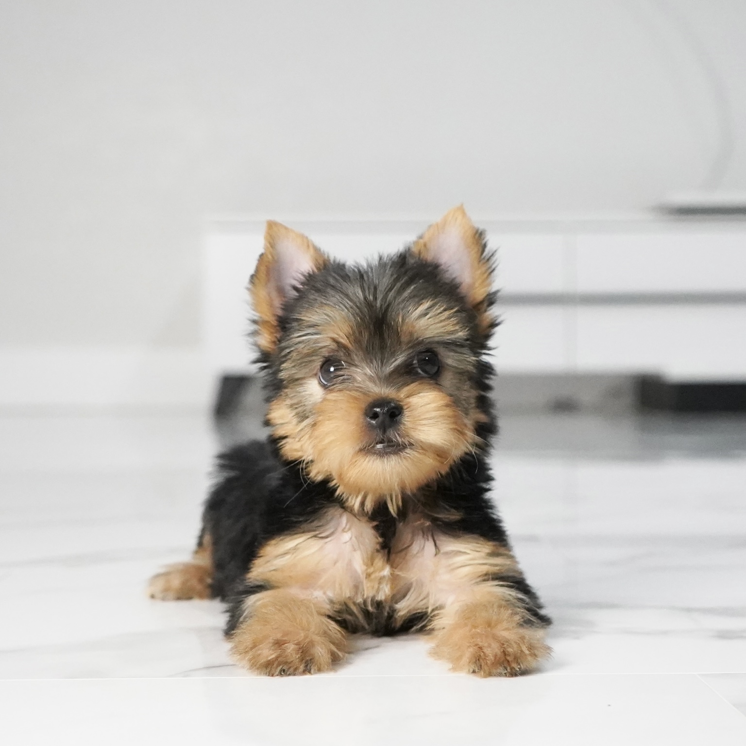 puppy