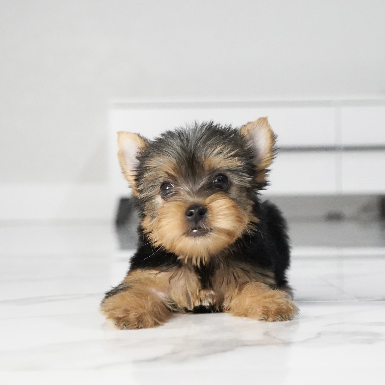puppy