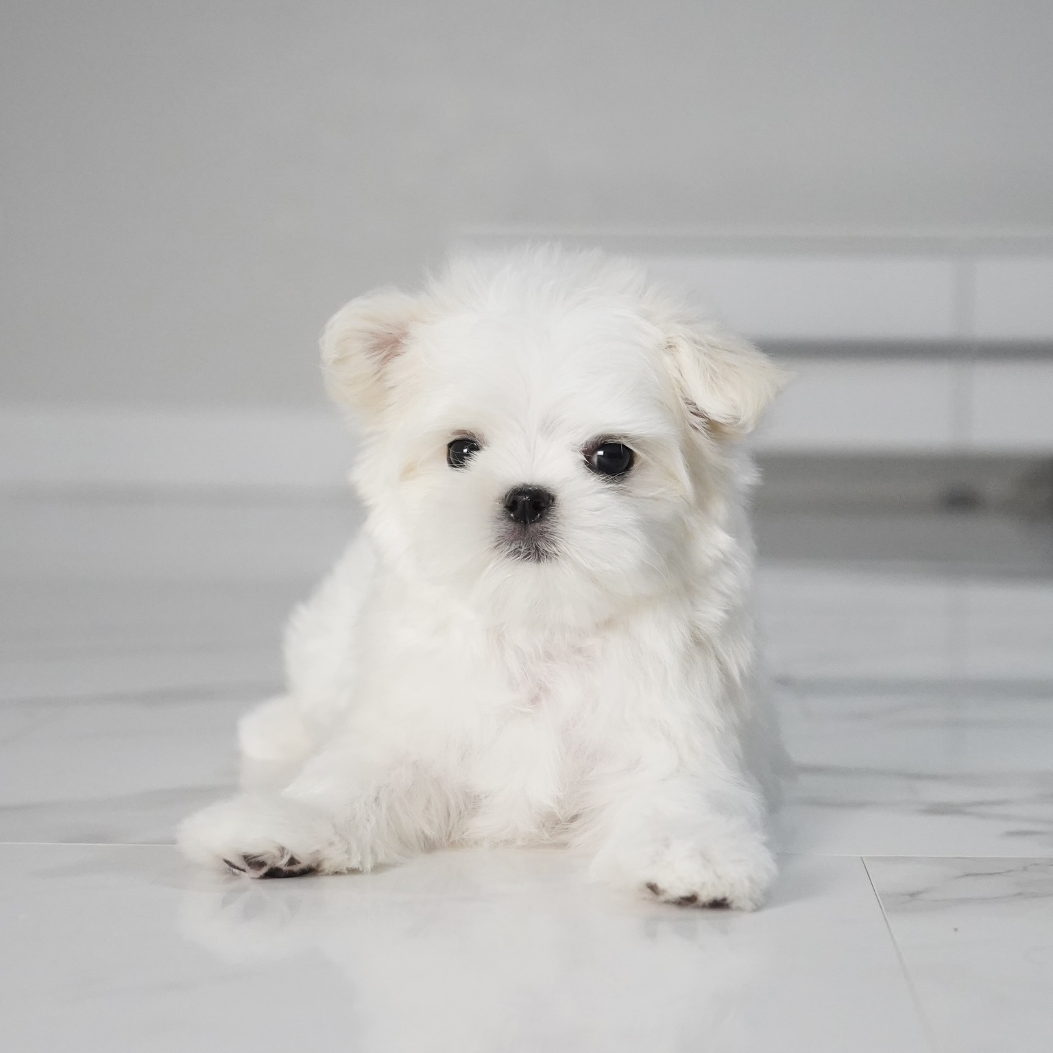 puppy