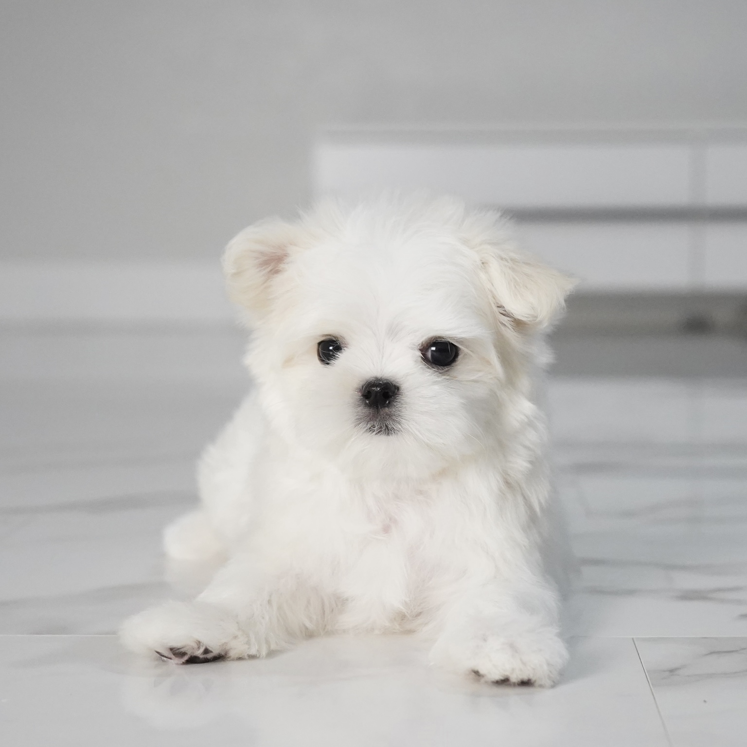 puppy