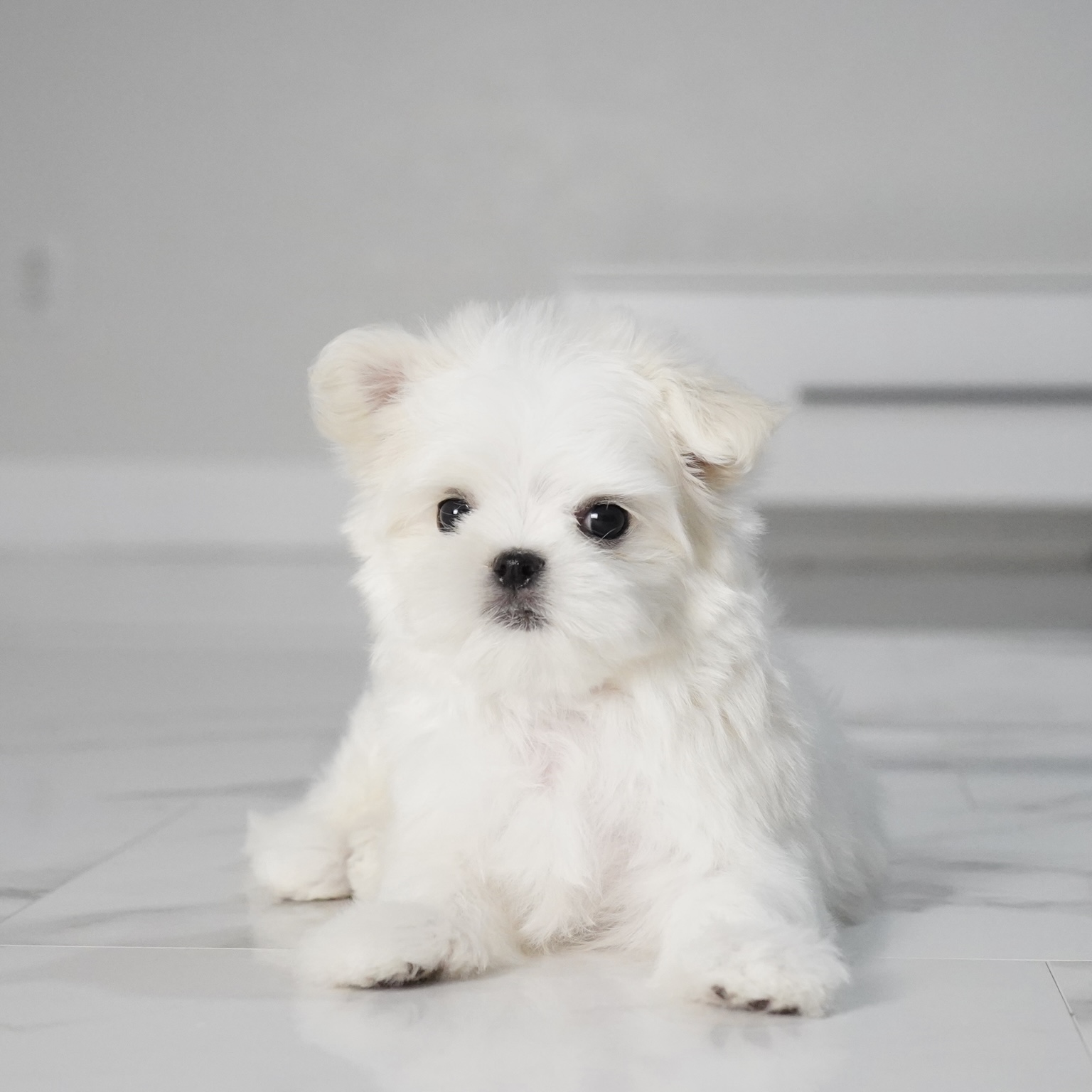 puppy