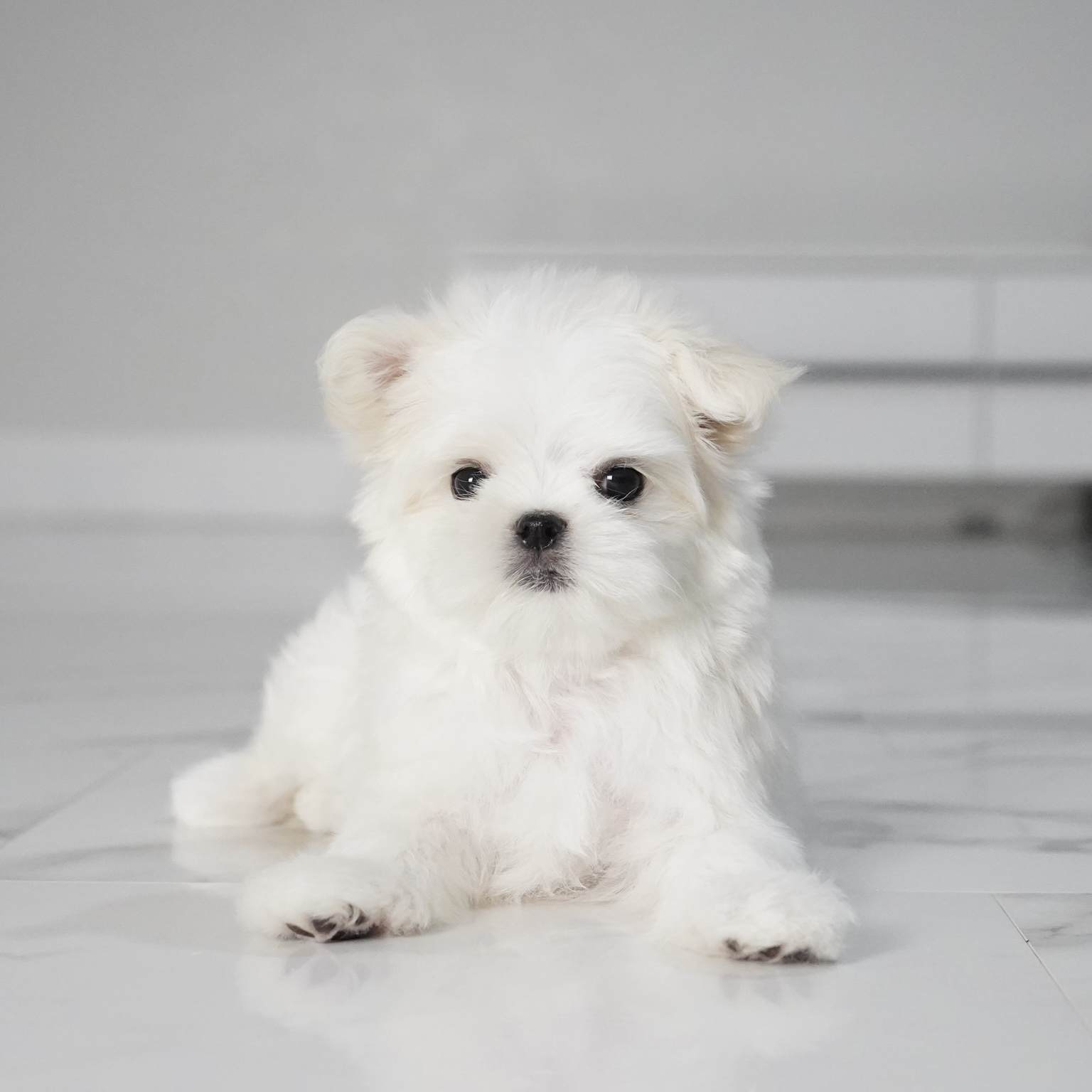 puppy