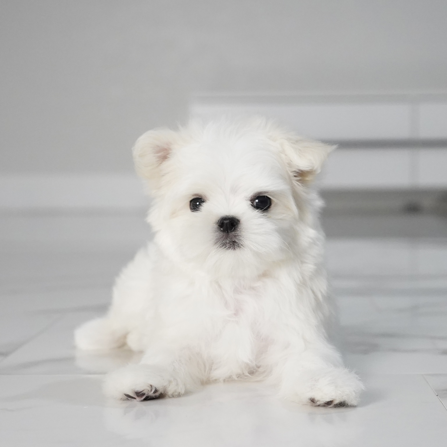 puppy