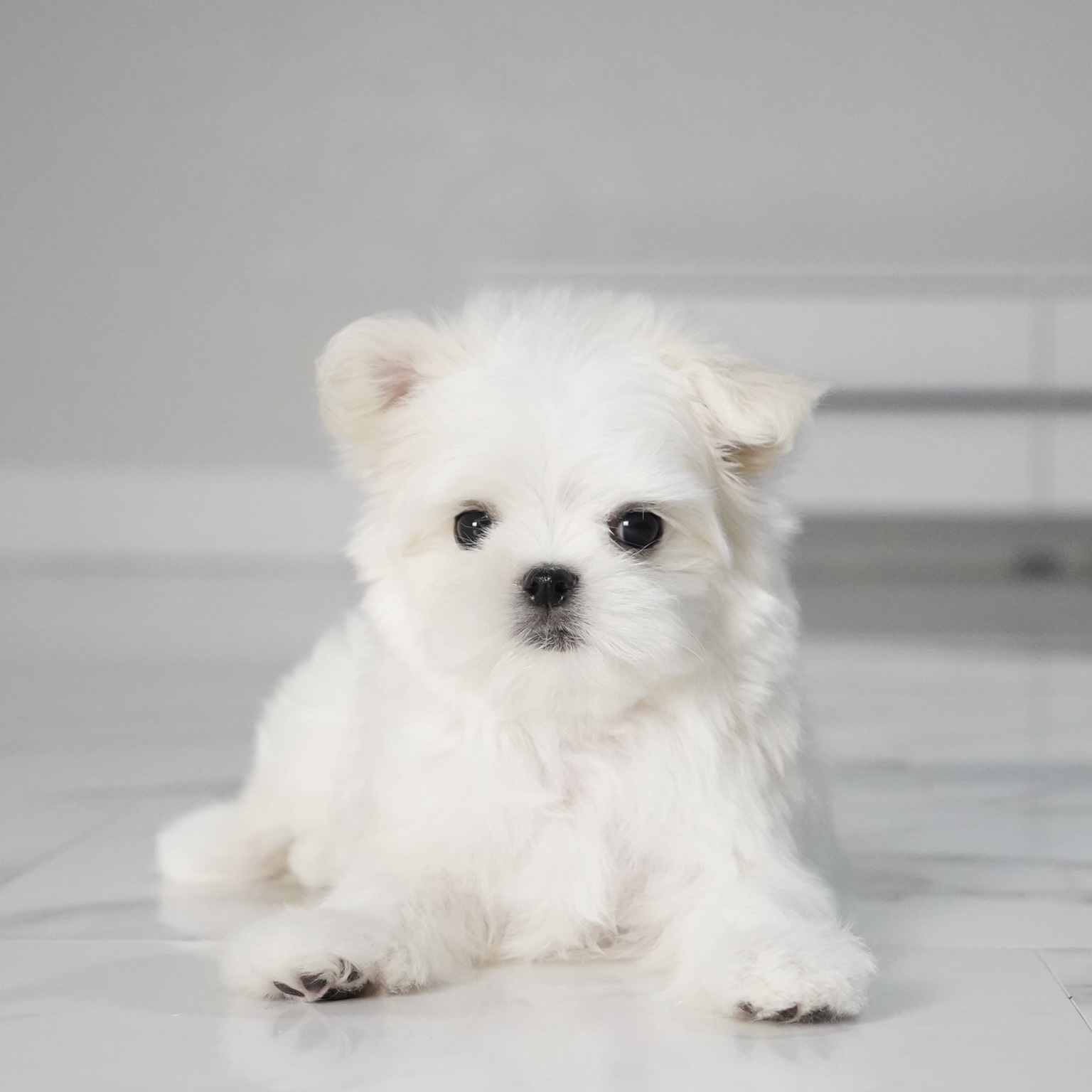 puppy