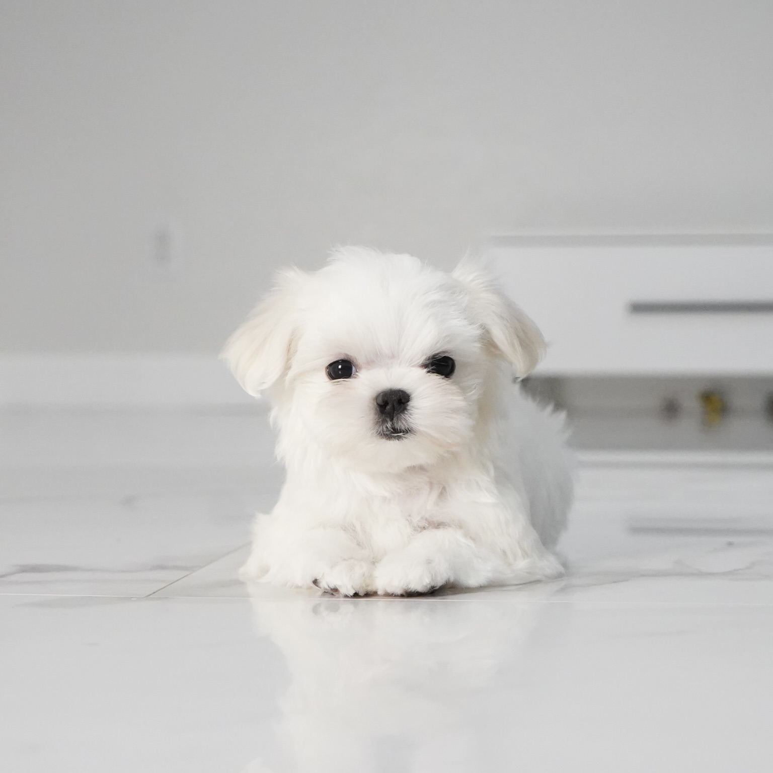 puppy