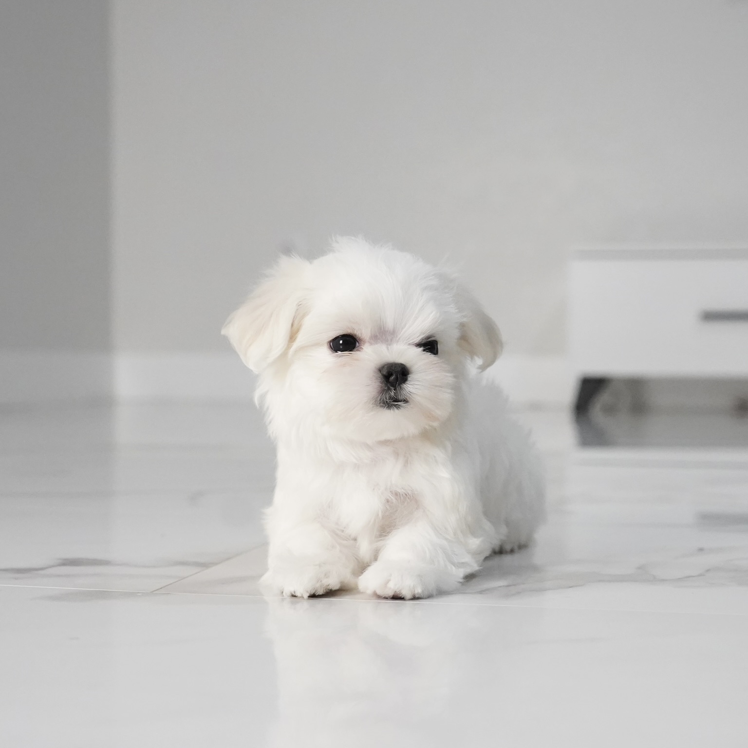 puppy