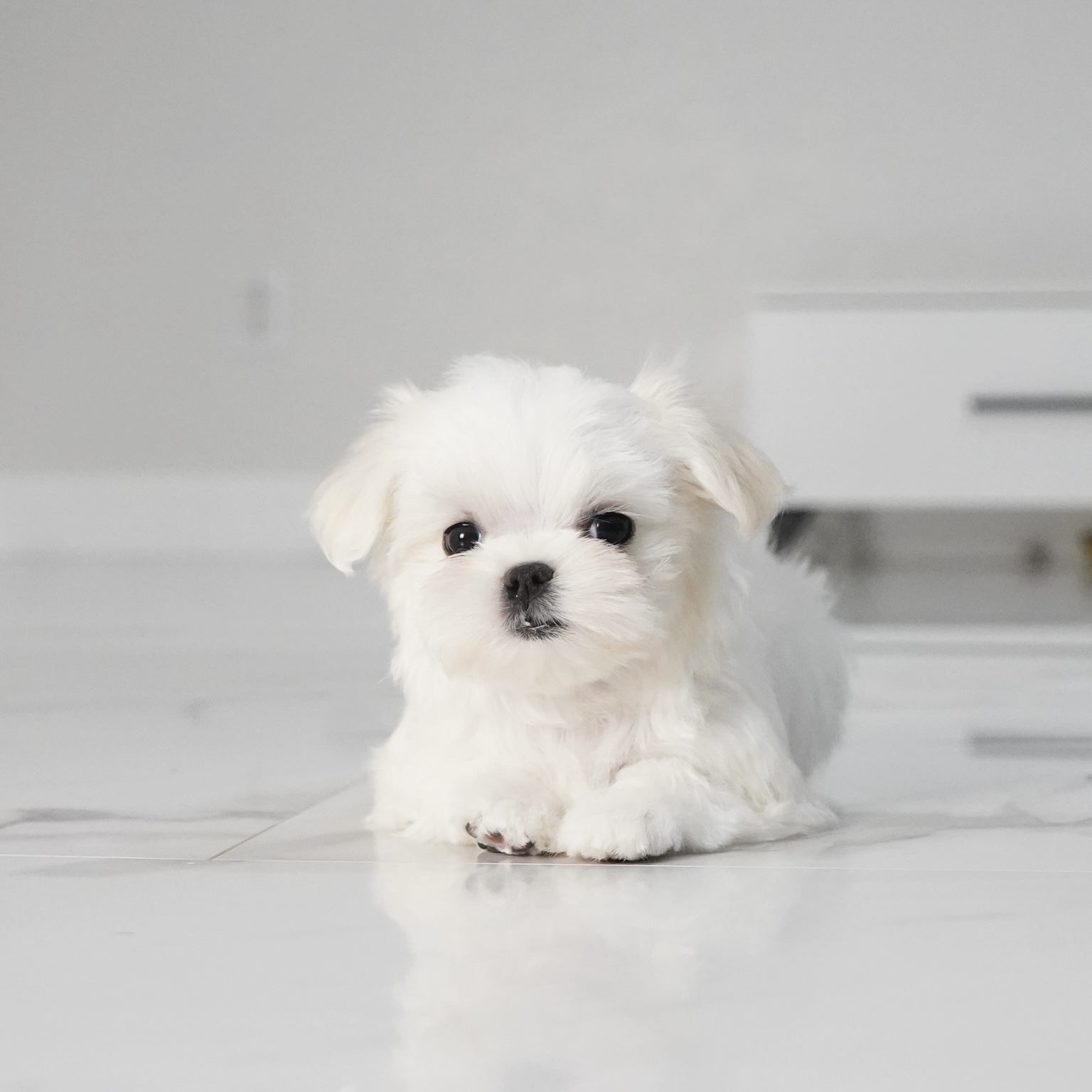 puppy