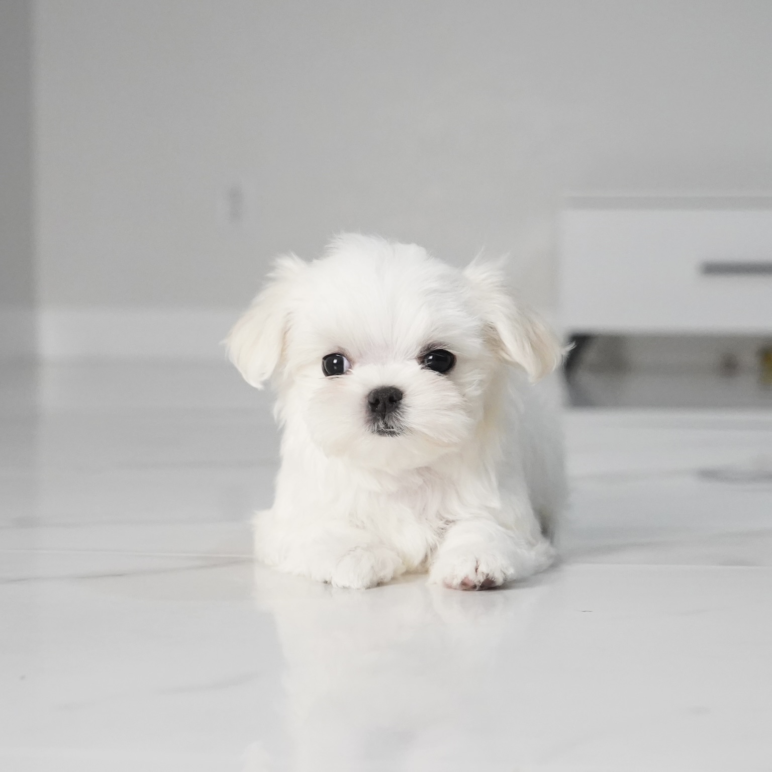 puppy