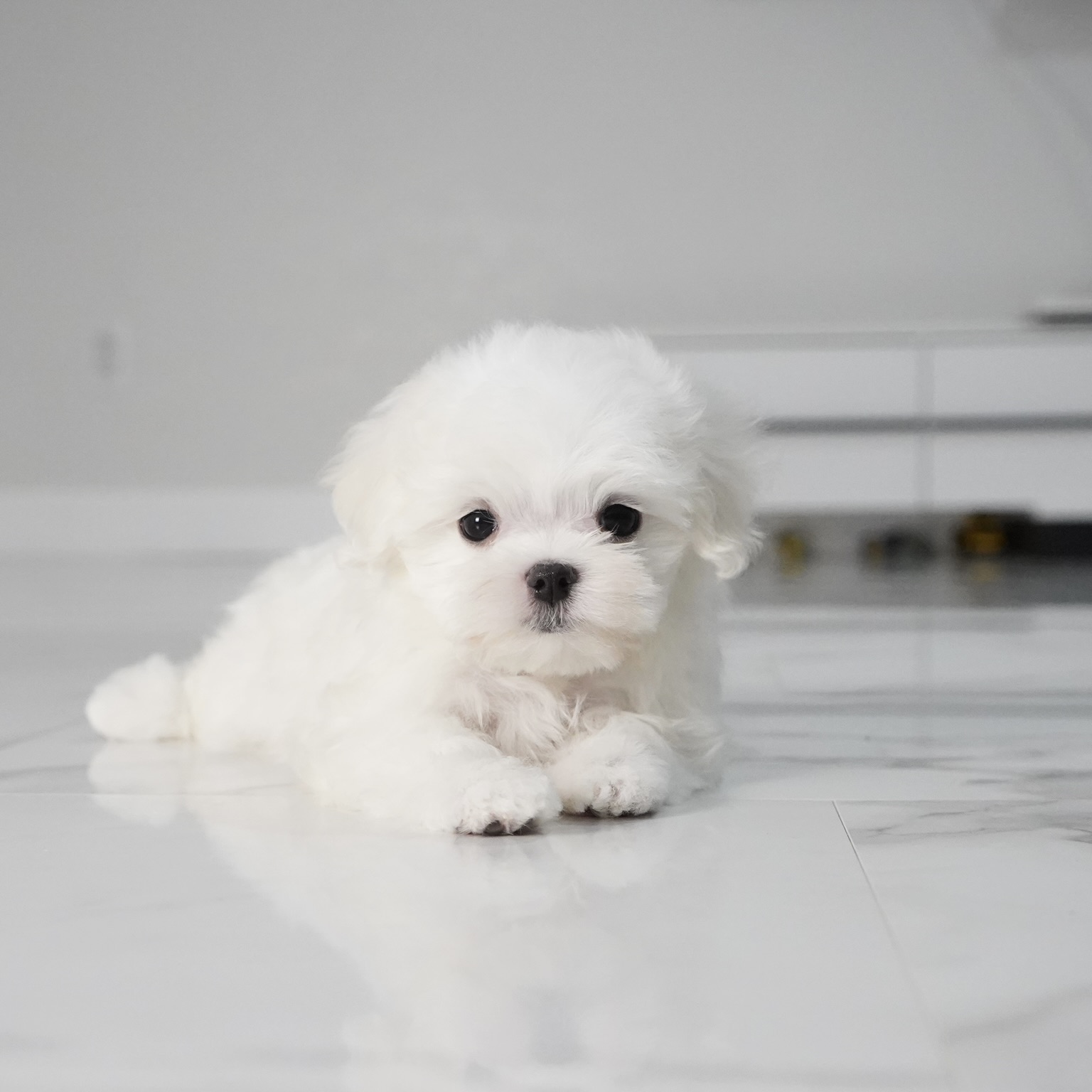 puppy