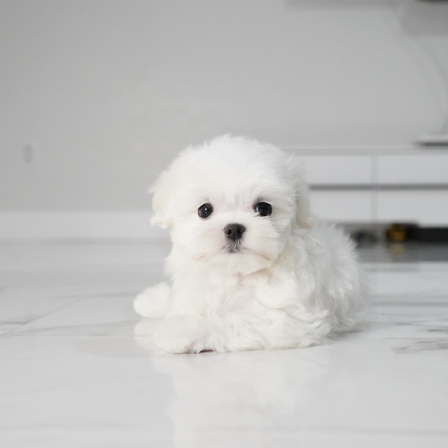 puppy