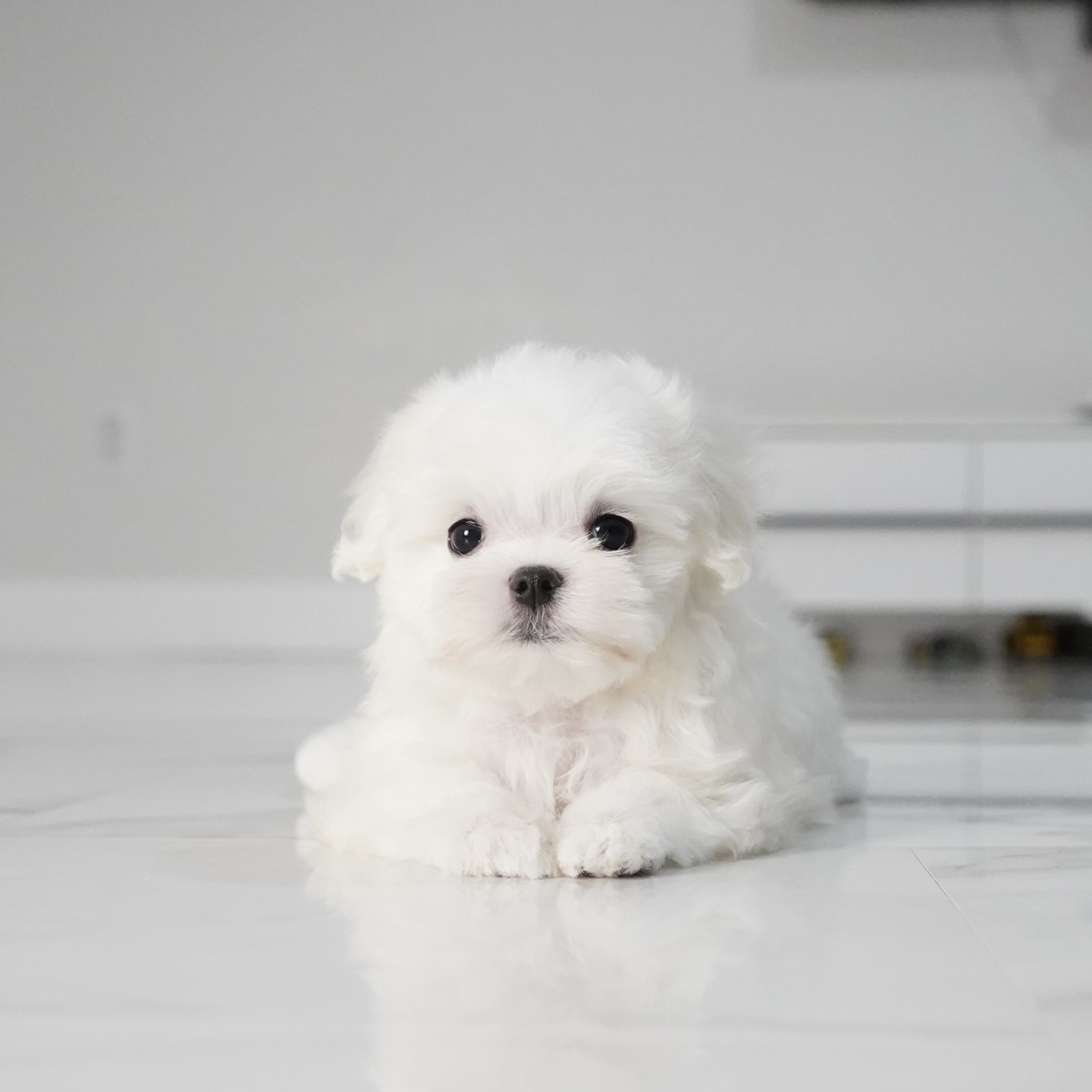 puppy