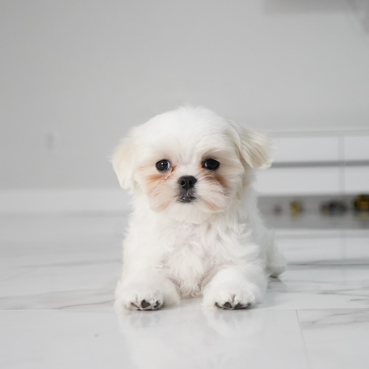 puppy