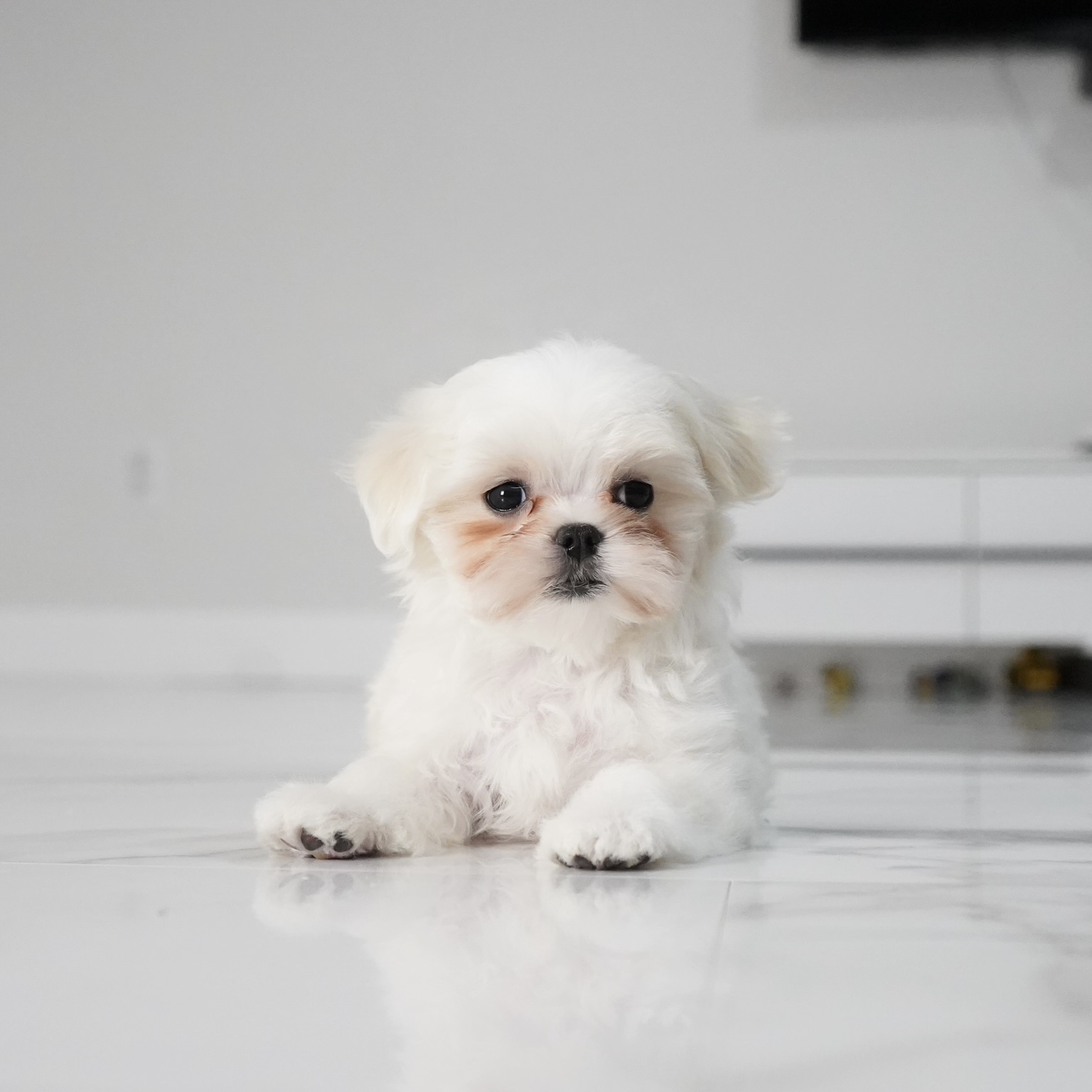 puppy