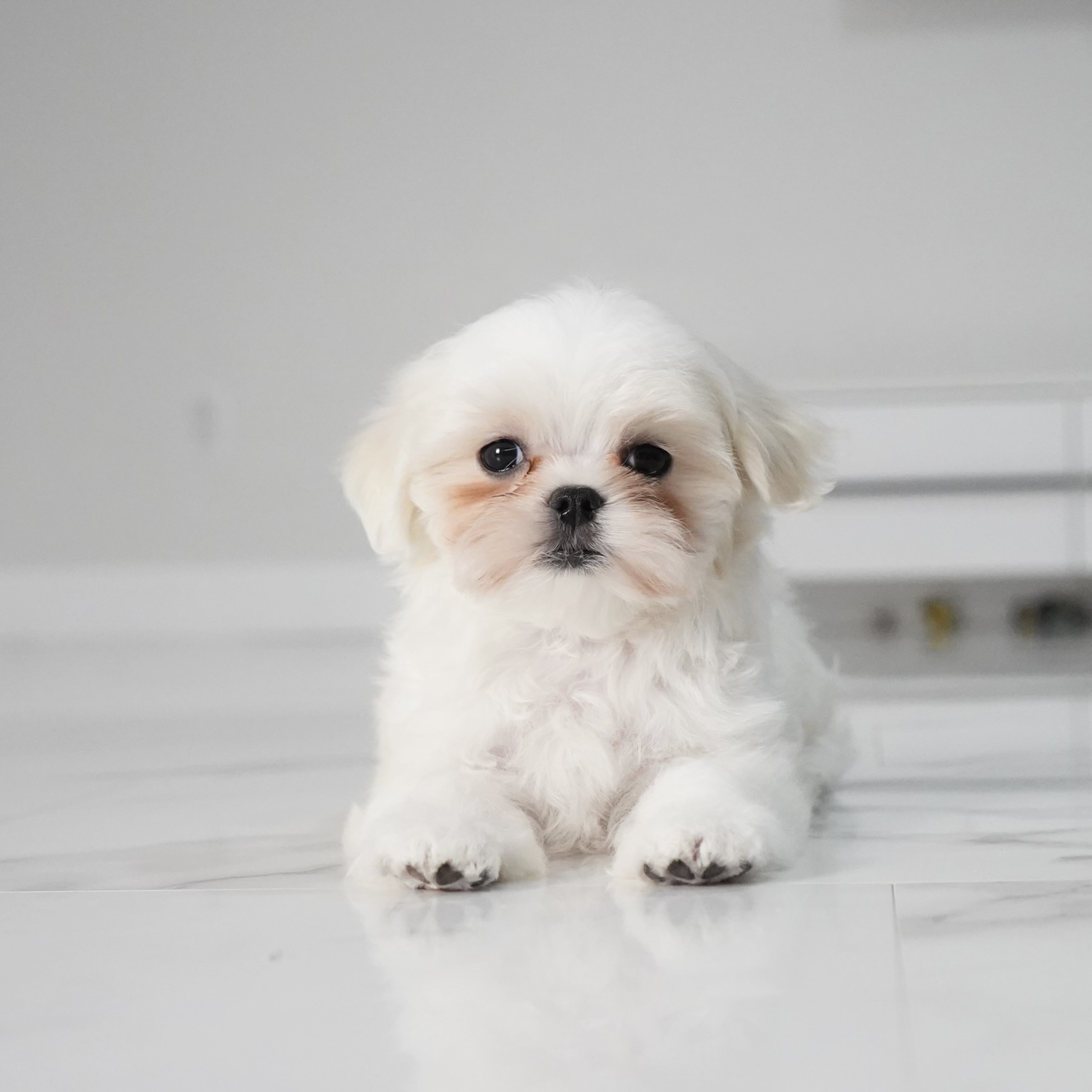 puppy