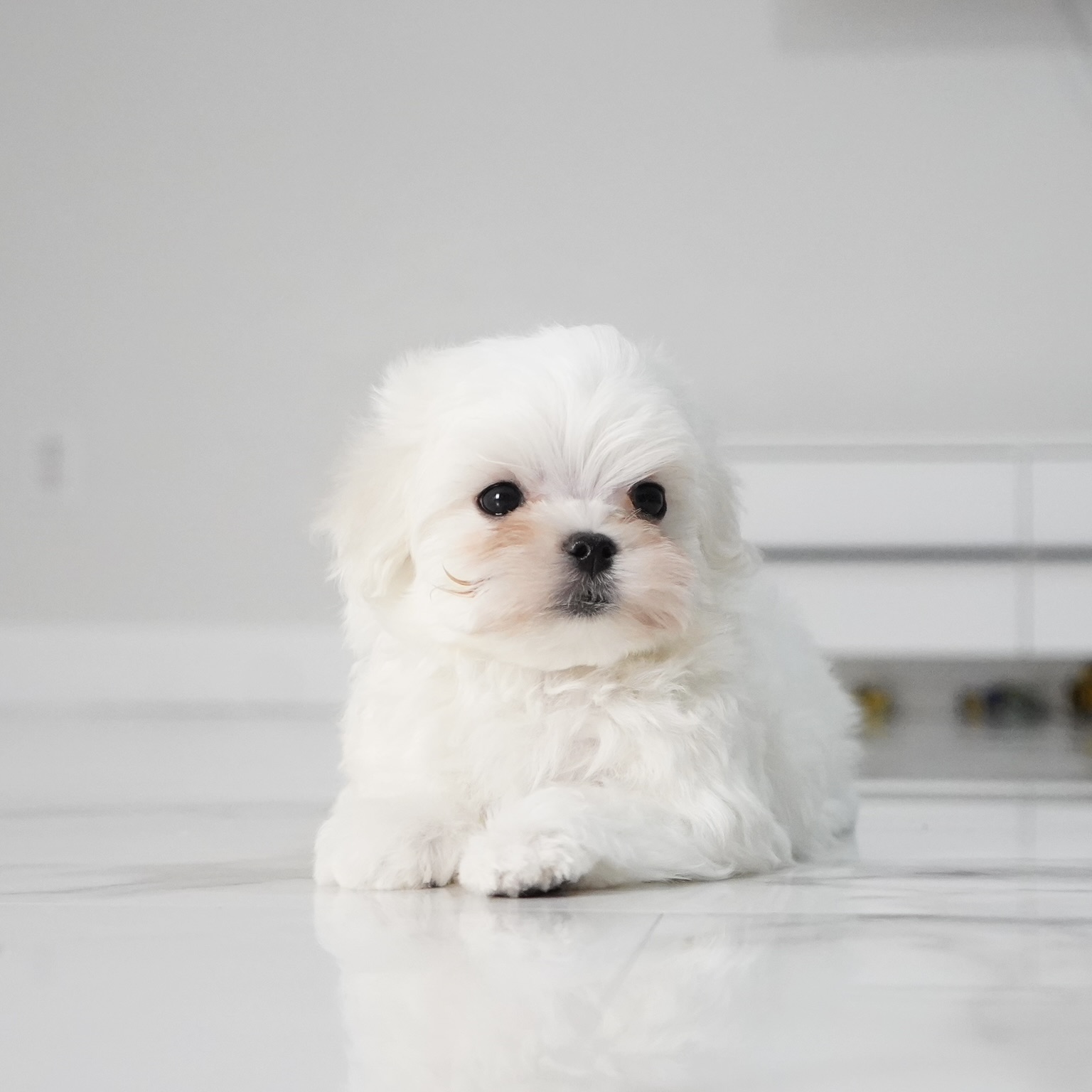puppy