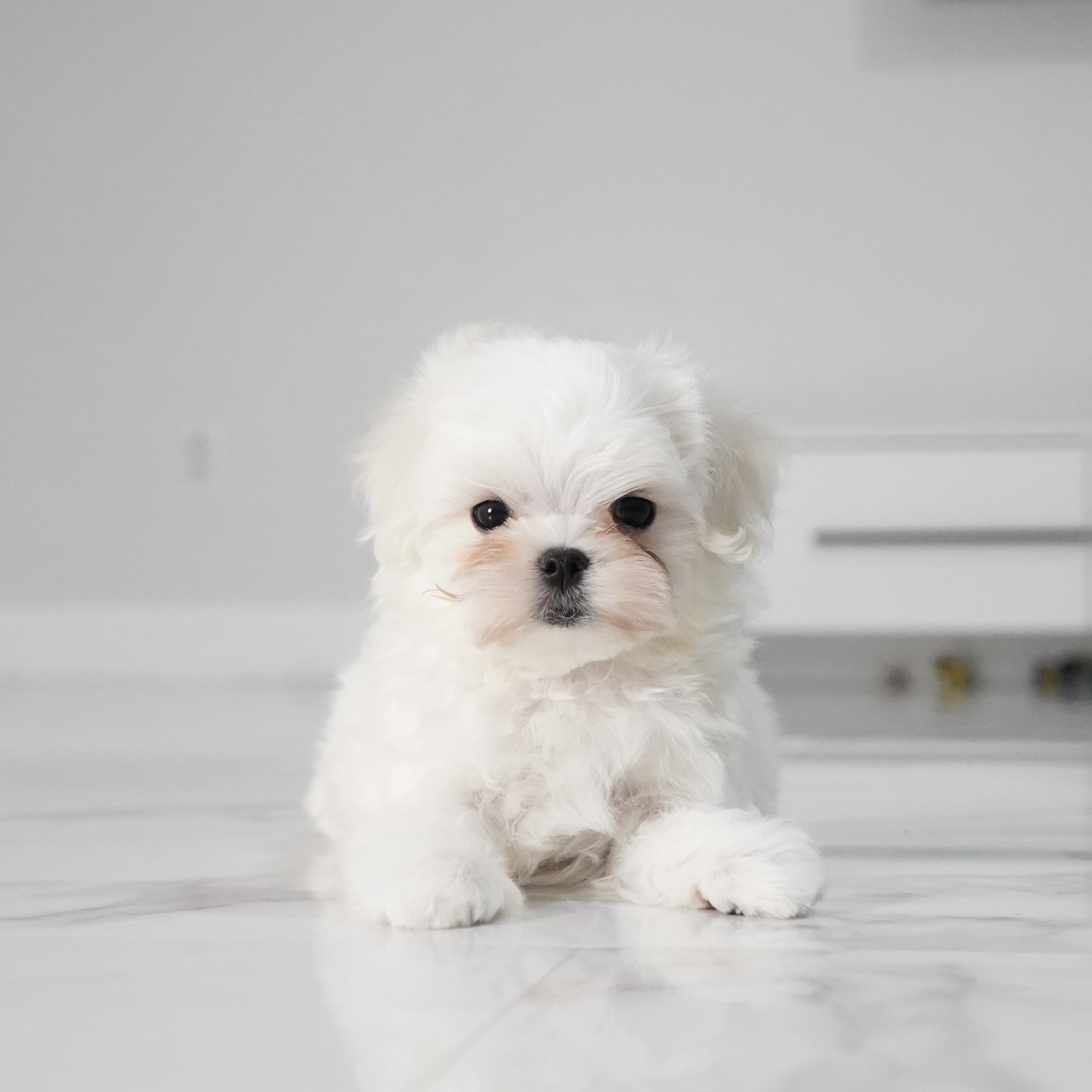 puppy