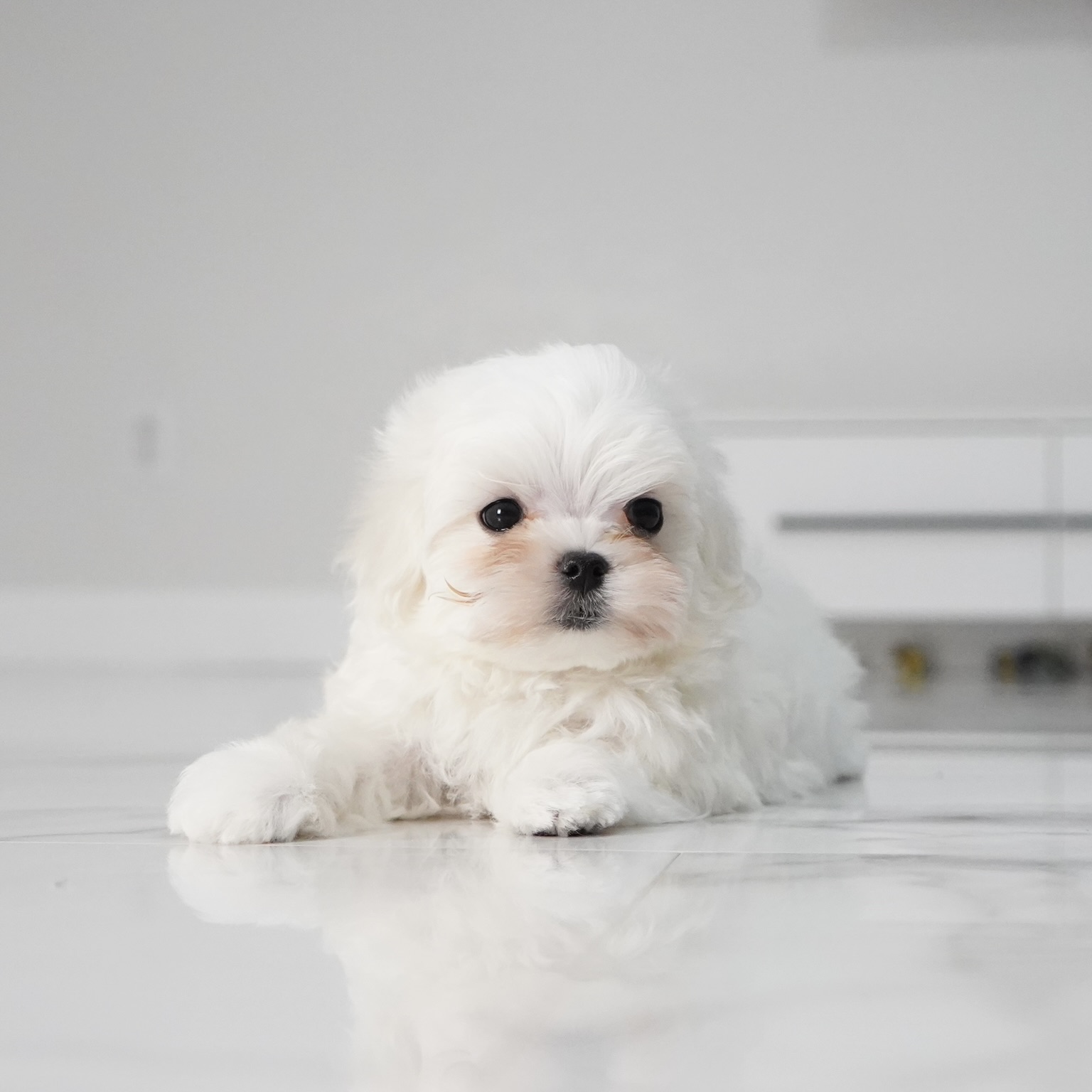 puppy