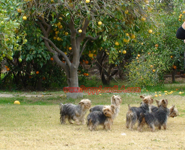the yorkie ranch
